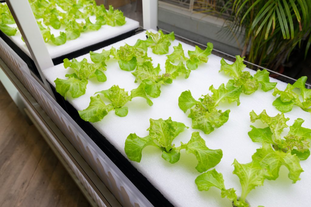 Hydroponics: Understanding the Benefits and Advantages