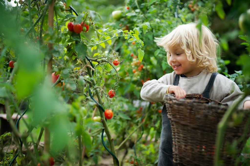 The Ultimate Guide to Heirloom Vegetables: Understanding their Significance and Benefits