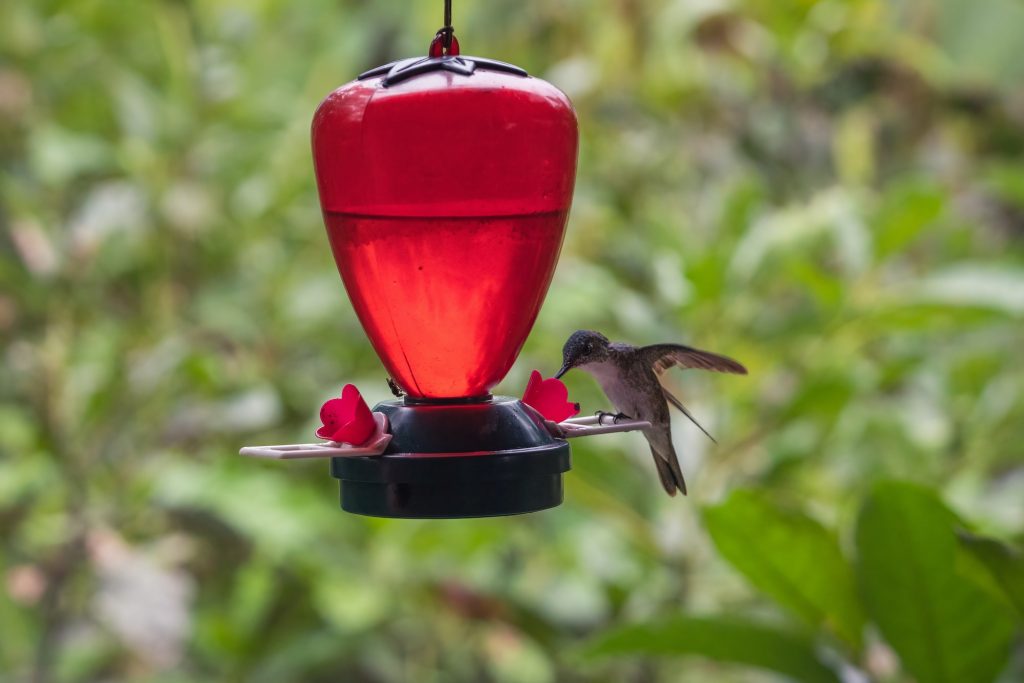 The Best Plants for Attracting Hummingbirds to Your Garden