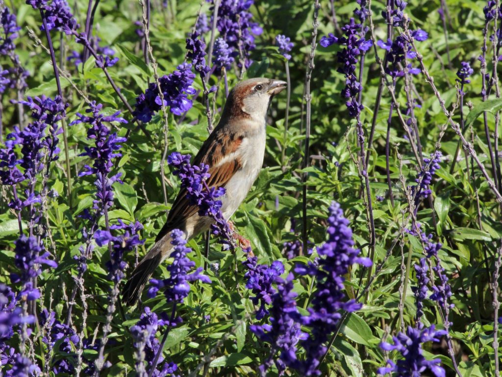 The Best Flowers for Attracting Songbirds to Your Garden